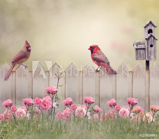 Image de Northern Cardinal Male and Female